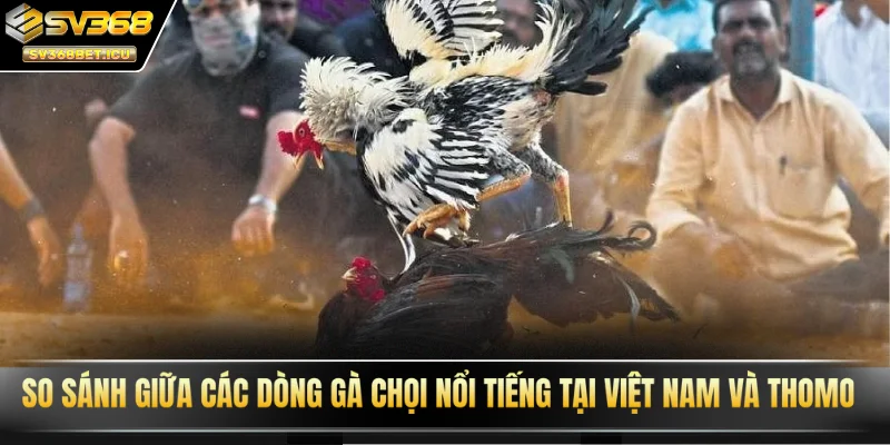 So sánh giữa các dòng gà chọi nổi tiếng tại Việt Nam và Thomo
