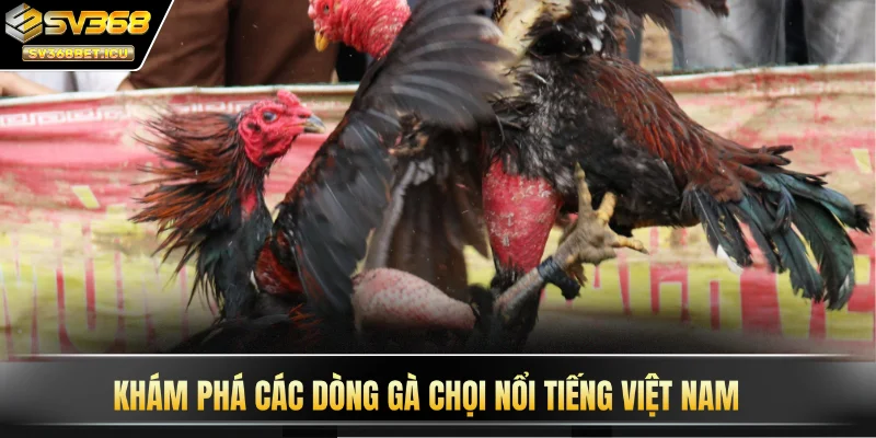 Khám phá các dòng gà chọi nổi tiếng Việt Nam