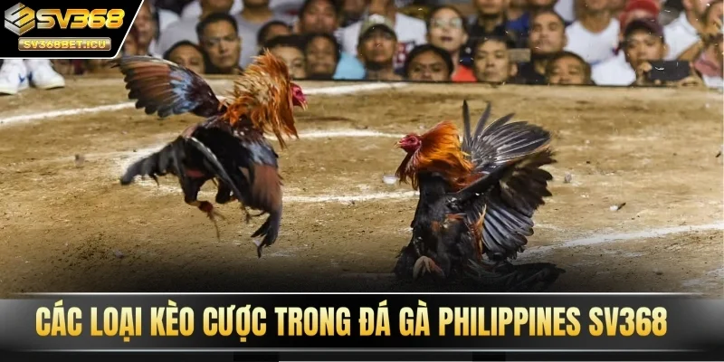 Các loại kèo cược trong đá gà Philippines SV368