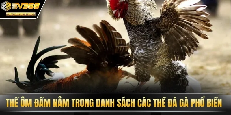 Thế ôm đấm nằm trong danh sách các thế đá gà phổ biến