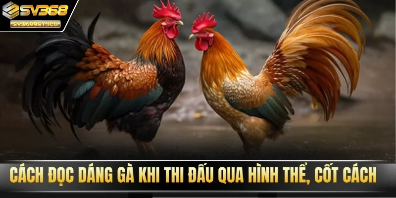 Cách đọc dáng gà khi thi đấu qua hình thể, cốt cách