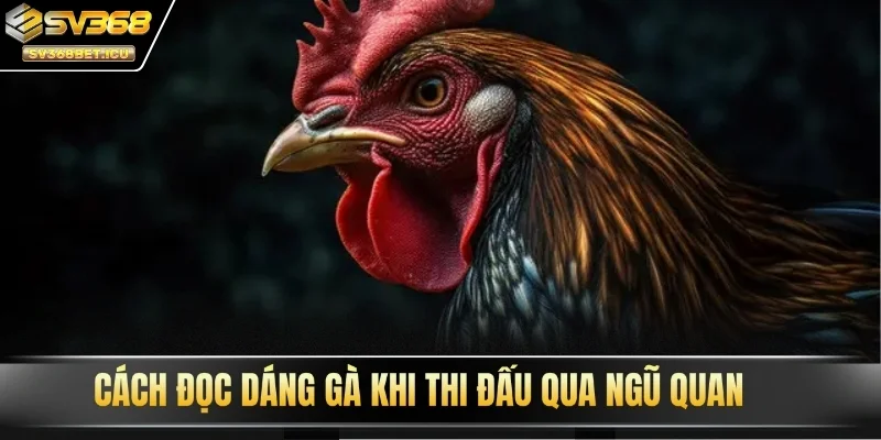 Cách đọc dáng gà khi thi đấu qua ngũ quan