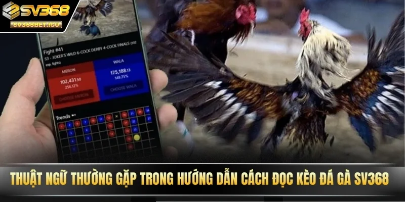 Thuật ngữ thường gặp trong hướng dẫn cách đọc kèo đá gà SV368