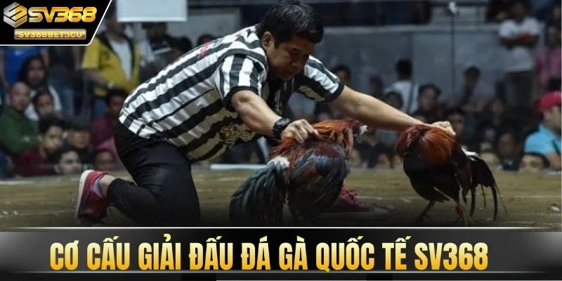 Cơ cấu giải đấu đá gà quốc tế SV368