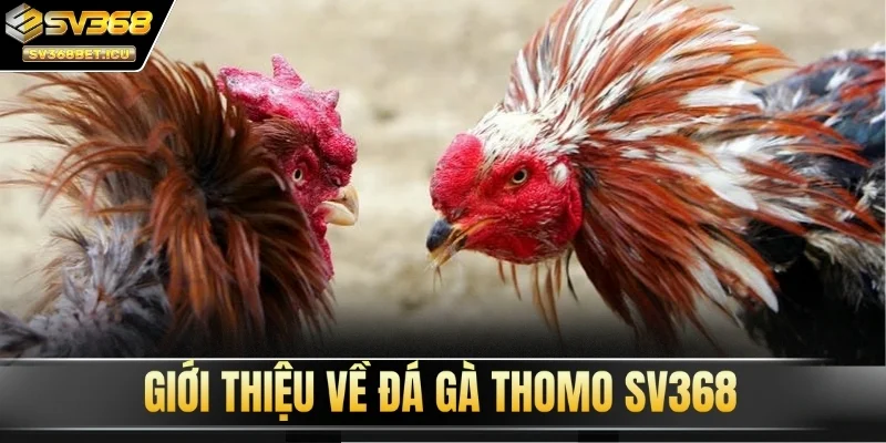 Giới thiệu về đá gà Thomo SV368
