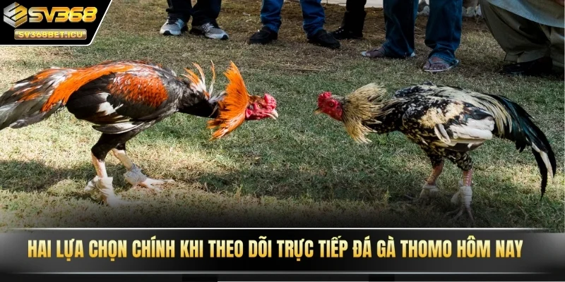 Hai lựa chọn chính khi theo dõi trực tiếp đá gà Thomo hôm nay 