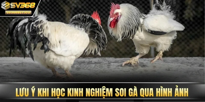 Lưu ý khi học kinh nghiệm soi gà qua hình ảnh