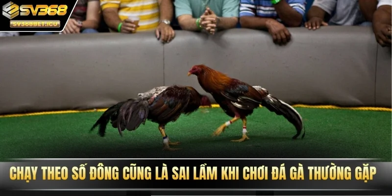 Chạy theo số đông cũng là sai lầm khi chơi đá gà thường gặp