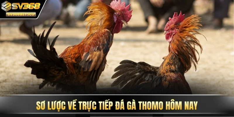 Sơ lược về trực tiếp đá gà thomo hôm nay tại SV368