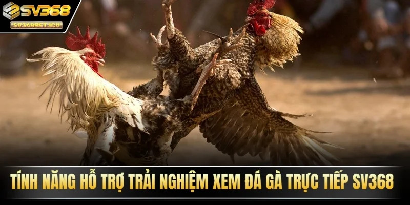 Tính năng hỗ trợ trải nghiệm xem đá gà trực tiếp SV368