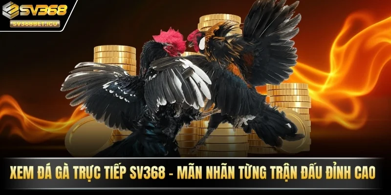 Xem đá gà trực tiếp SV368