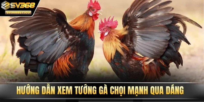Hướng dẫn xem tướng gà chọi mạnh qua dáng
