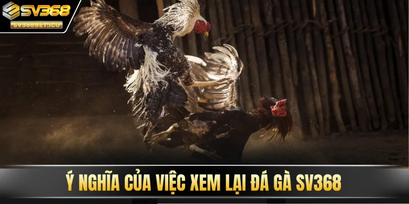 Ý nghĩa của việc xem lại đá gà SV368